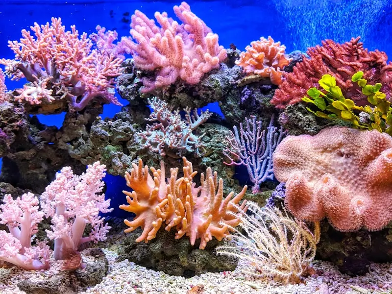 Coral reef